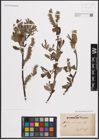 Foto von Salix cinerea L.